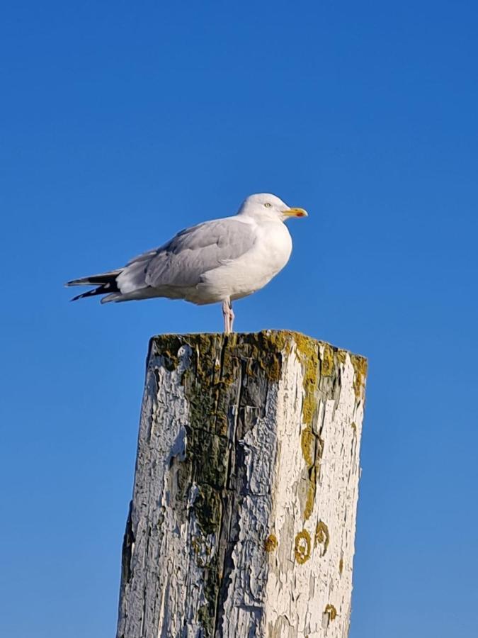 Fewo Mit Meerblick - Direktzugang Zur Nordsee Apartamento Wilhelmshaven Exterior foto